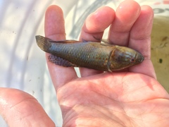 Dormitator maculatus