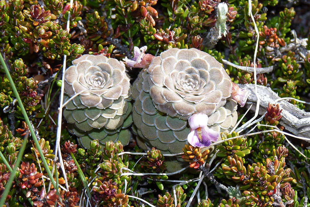 Viola columnaris