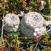 Viola columnaris - Photo (c) Martin Arregui, some rights reserved (CC BY-NC), uploaded by Martin Arregui