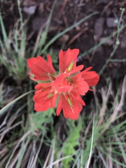 Castilleja nelsonii