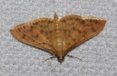 Patania balteata