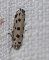 Ethmia sphaerosticha