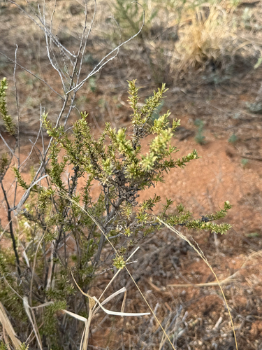 Baccharis pteronioides, photograph 4