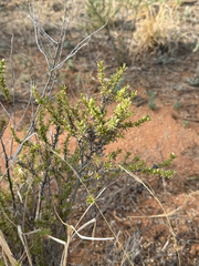 Baccharis pteronioides, photograph (c) CK2AZ, some rights reserved (CC BY)