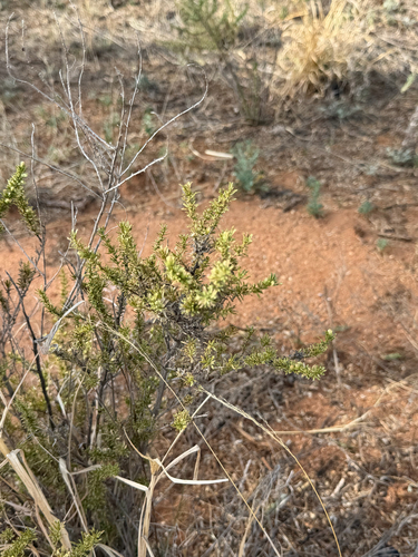 Baccharis pteronioides, photograph 5