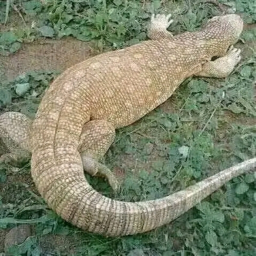 Savannah Monitor