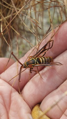 Paranthrene asilipennis