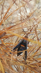 Paranthrene asilipennis