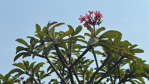 Mexican Plumeria