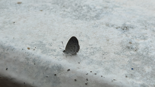 Lesser Grass Blue