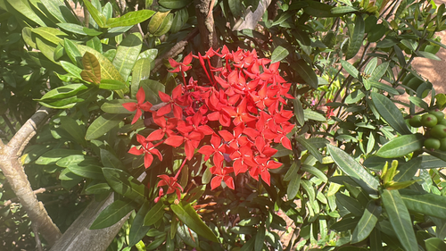 Jungle flame