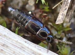 Tachinus laticollis