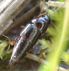 Tachinus laticollis