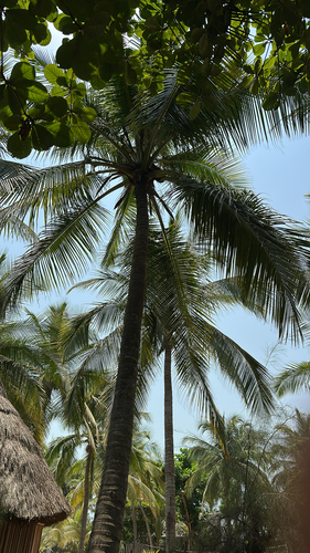 coconut palm