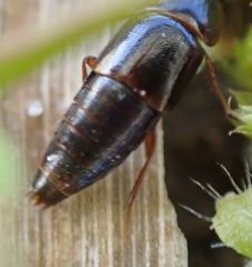 Tachinus laticollis