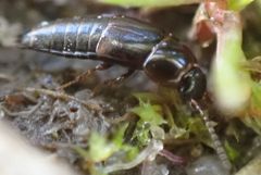 Tachinus laticollis