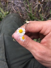 Erigeron quercifolius image