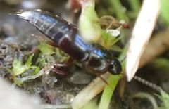 Tachinus laticollis
