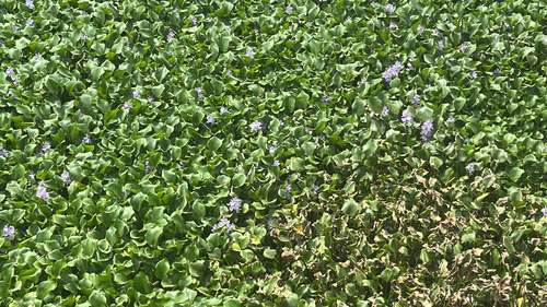 common water hyacinth