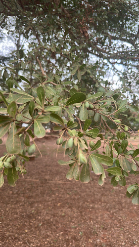 Madagascar almond