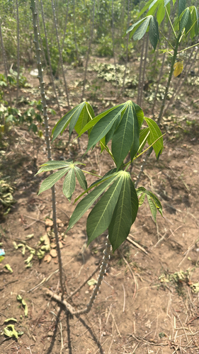Cassava