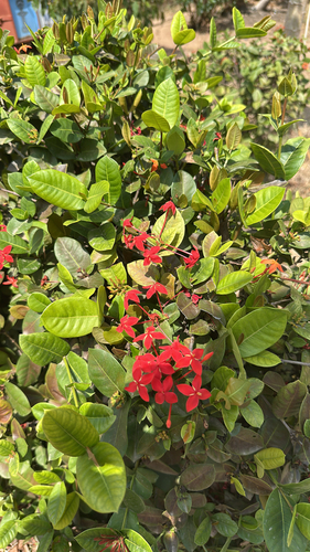 Jungle flame