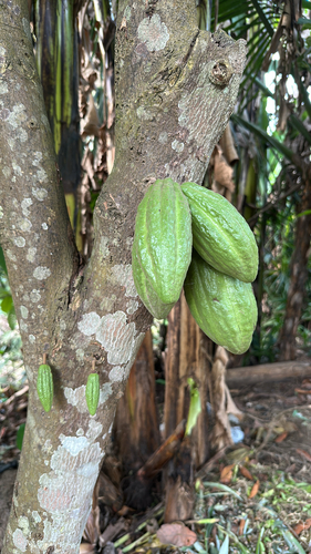 cacao tree