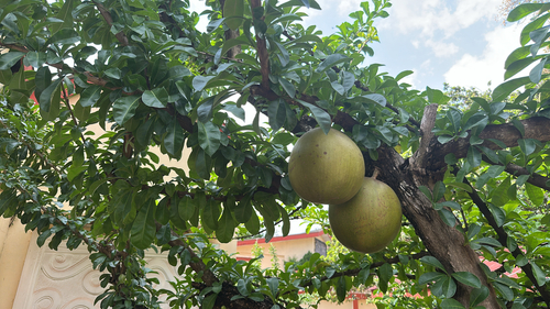 Calabash Tree