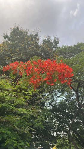 Flamboyant