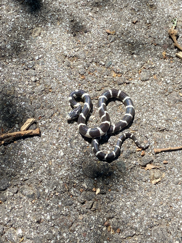 iNaturalist observation photo of California King Snake