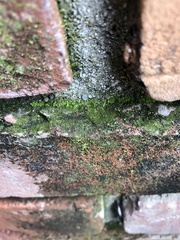 Syntrichia virescens