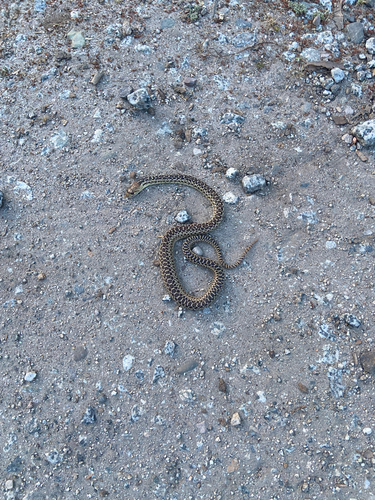 iNaturalist observation photo of Pacific Gopher Snake