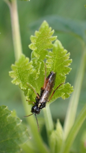 Red-belted Cleaver, 8041 AT Zwolle, Nederland, photo 6 of 10
