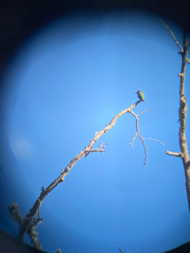 iNaturalist observation photo of Anna's Hummingbird
