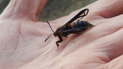 Paranthrene asilipennis