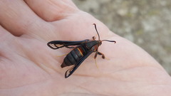 Paranthrene asilipennis