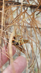 Paranthrene asilipennis