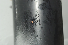 Latrodectus tredecimguttatus