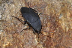 Aellopus atratus