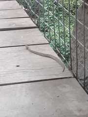 Bothrops ammodytoides