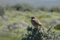 Upucerthia dumetaria