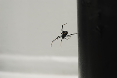 Latrodectus tredecimguttatus