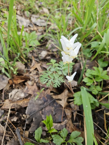Dutchman's breeches