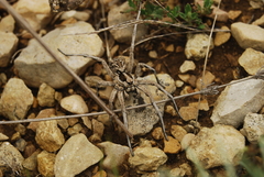 Lycosa hispanica