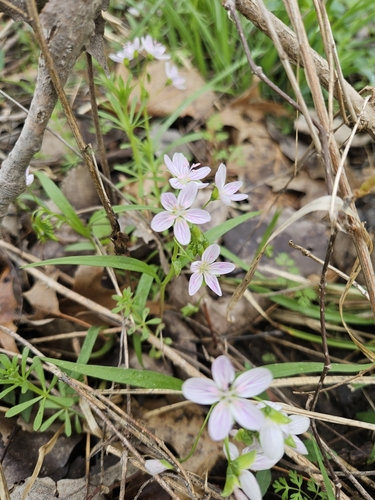 Virginia Springbeauty
