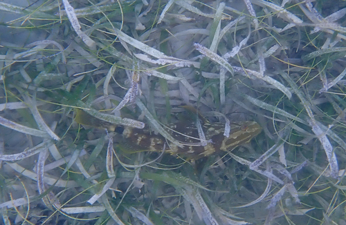 Epinephelus striatus