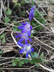 Scilla forbesii