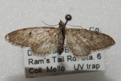 Eupithecia matheri