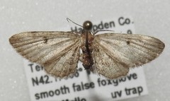 Eupithecia affinata