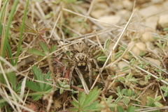 Lycosa hispanica